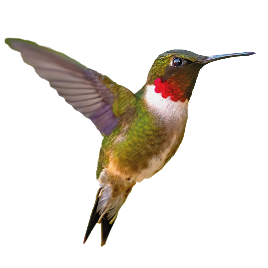 Picaflor y abejas en cafetales de Olmedo