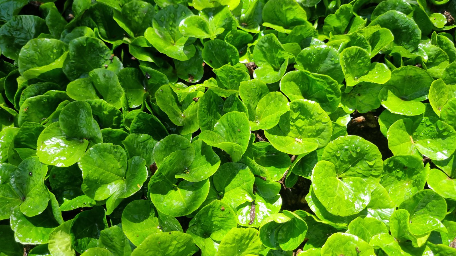 Galería Zothaña - 20241109-103803-20251021-215615-8b7209.jpg