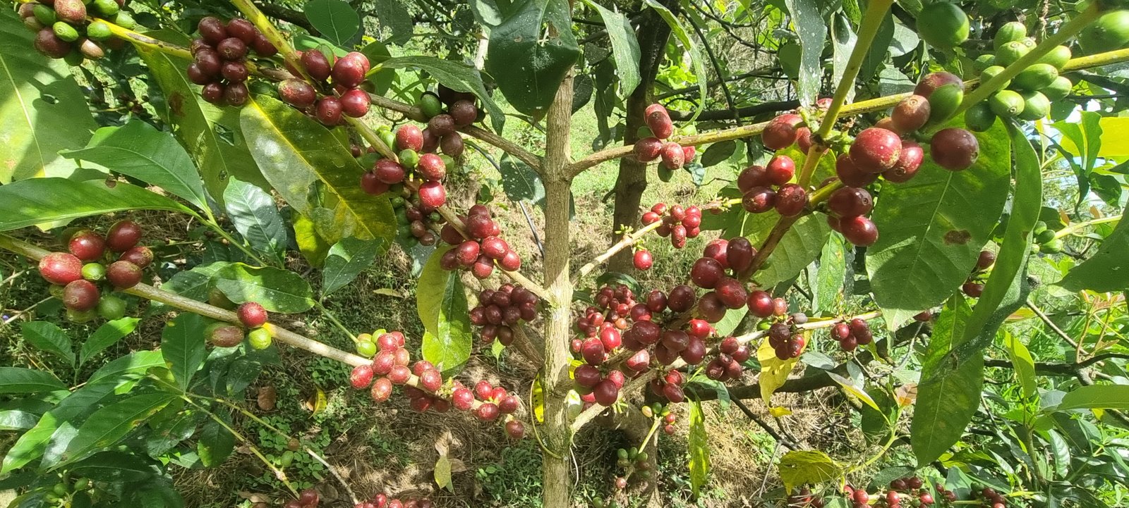 Galería Zothaña - 20250618-093246-20251021-220117-722235.jpg