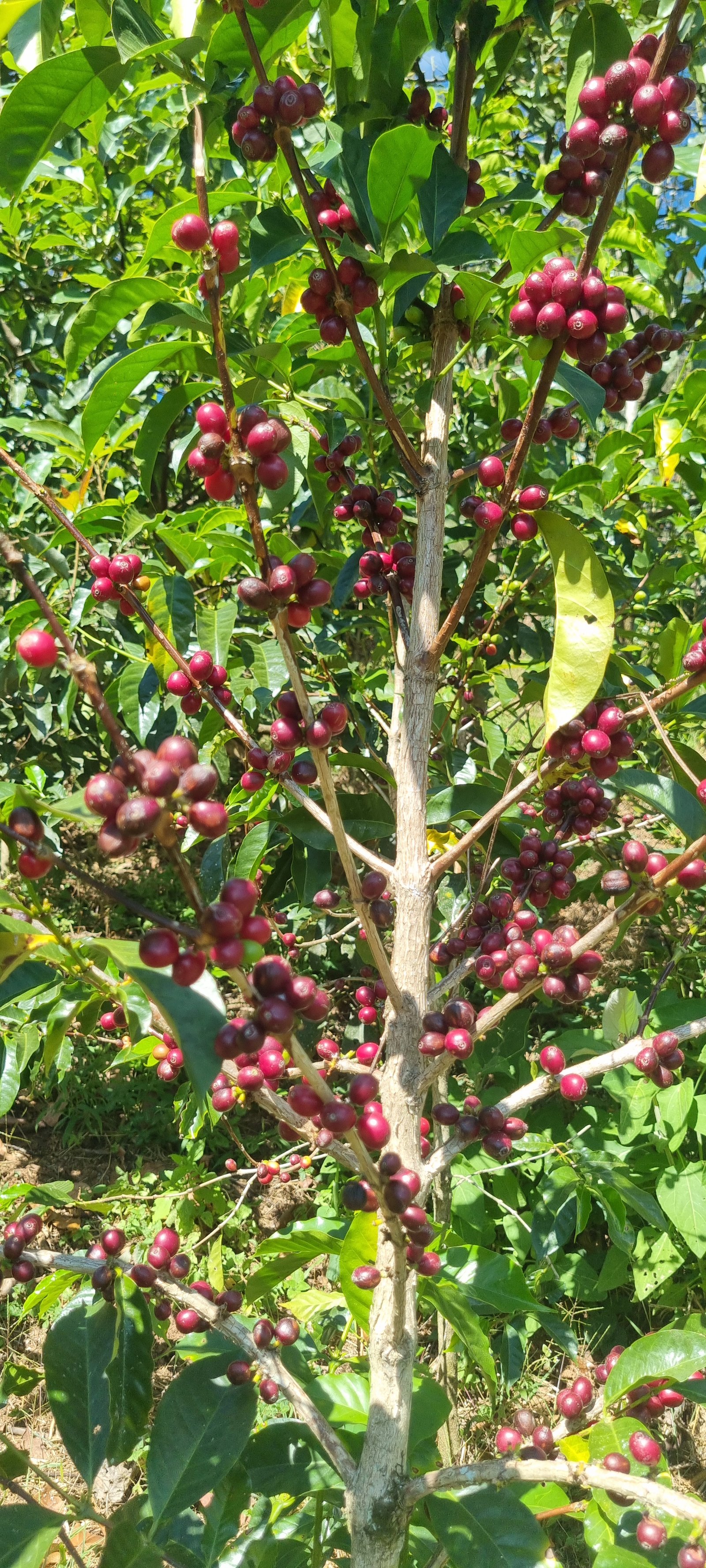 Galería Zothaña - 20250730-094947-20251021-220433-1c6cc1.jpg