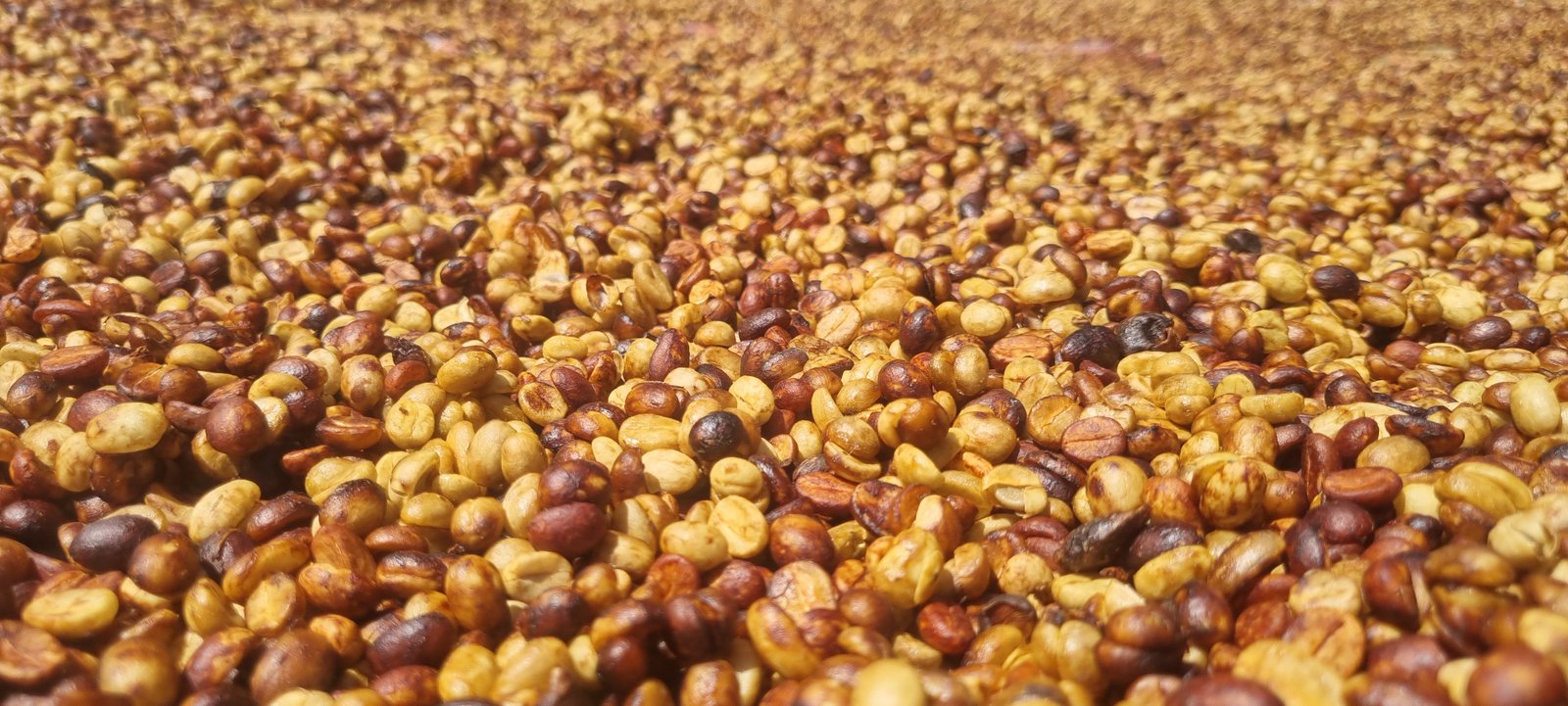 Galería Zothaña - 20250927-100450-20251021-215031-018809.jpg