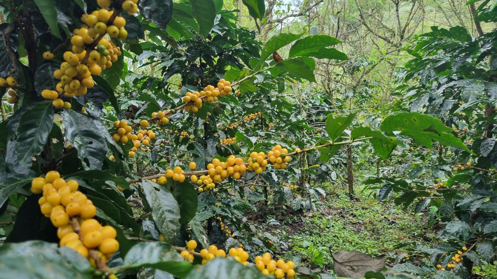 Galería Zothaña - WhatsApp%20Image%202025-10-21%20at%2017.49.19.jpeg